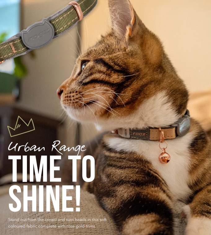 🔥50% OFF Sale: Pawsome Cat Safety Collar & ID Tag Combo