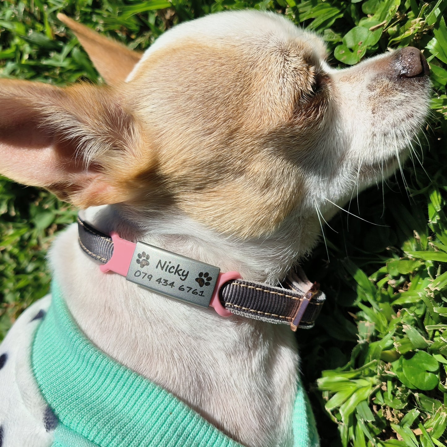 🔥50% OFF Sale: Pawsome Collar & ID Tag Combo