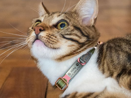 50 OFF Sale Pawsome Cat Safety Collar ID Tag Combo